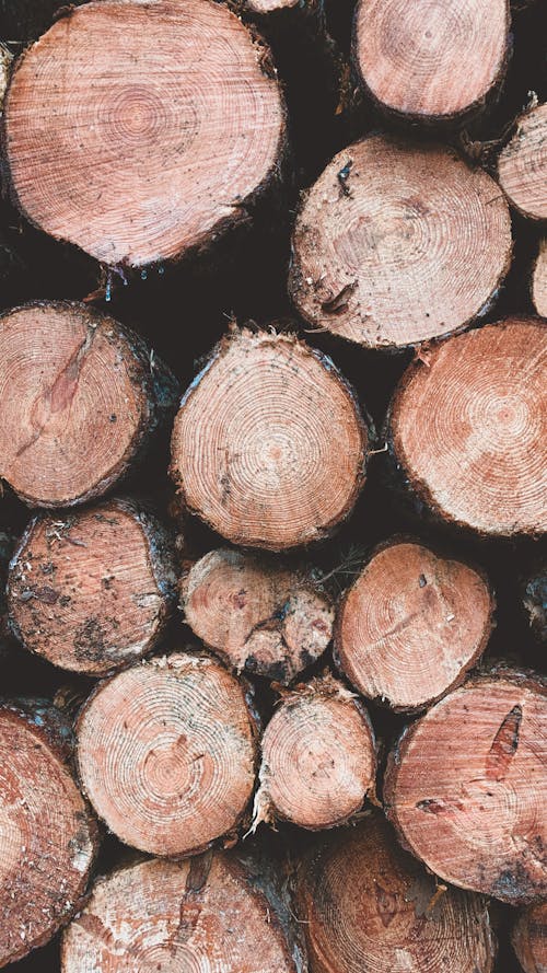 Gratis Foto stok gratis batang kayu, batang pohon, dasar Foto Stok