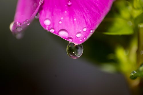 Gratis lagerfoto af blomstrende blomst, efter-regn, regndråber