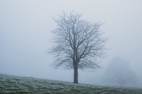 Kostnadsfri bild av bara träd, bladlösa, dimmig