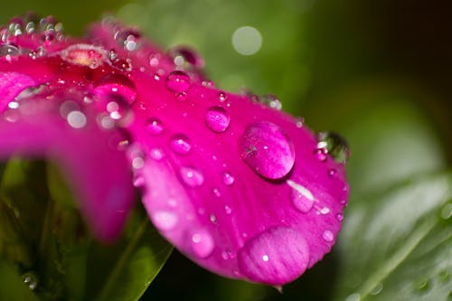 Gratis lagerfoto af blomstrende blomst, efter-regn, regndråbe