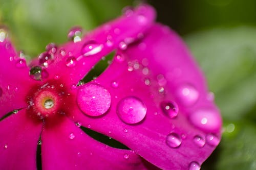 Gratis lagerfoto af efter-regn, regndråbe, smuk blomst