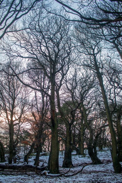 Forest Less Trees Leafless Trees in the Woods · Free Stock Photo