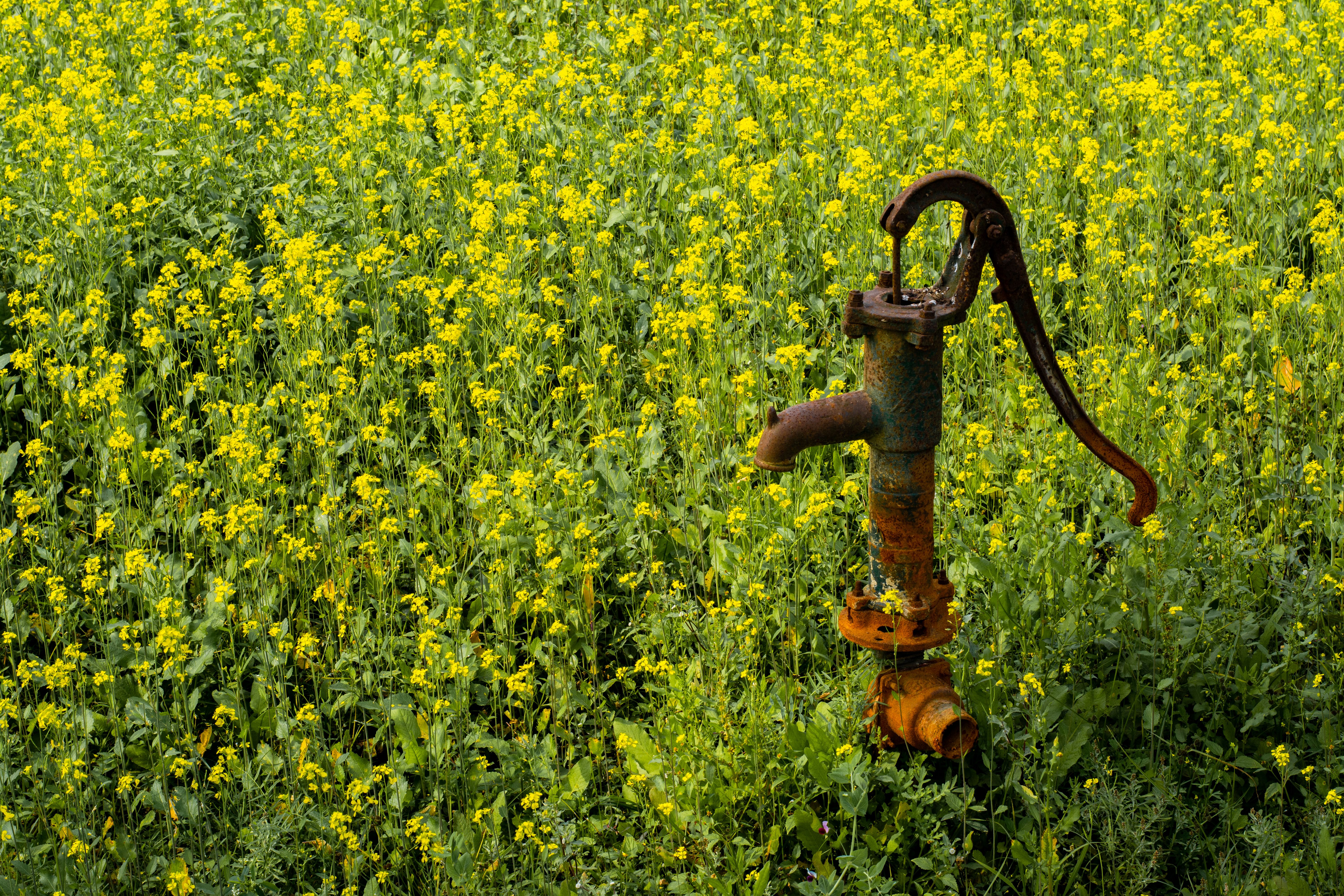 Our Expertise in Grease Trap Pumping