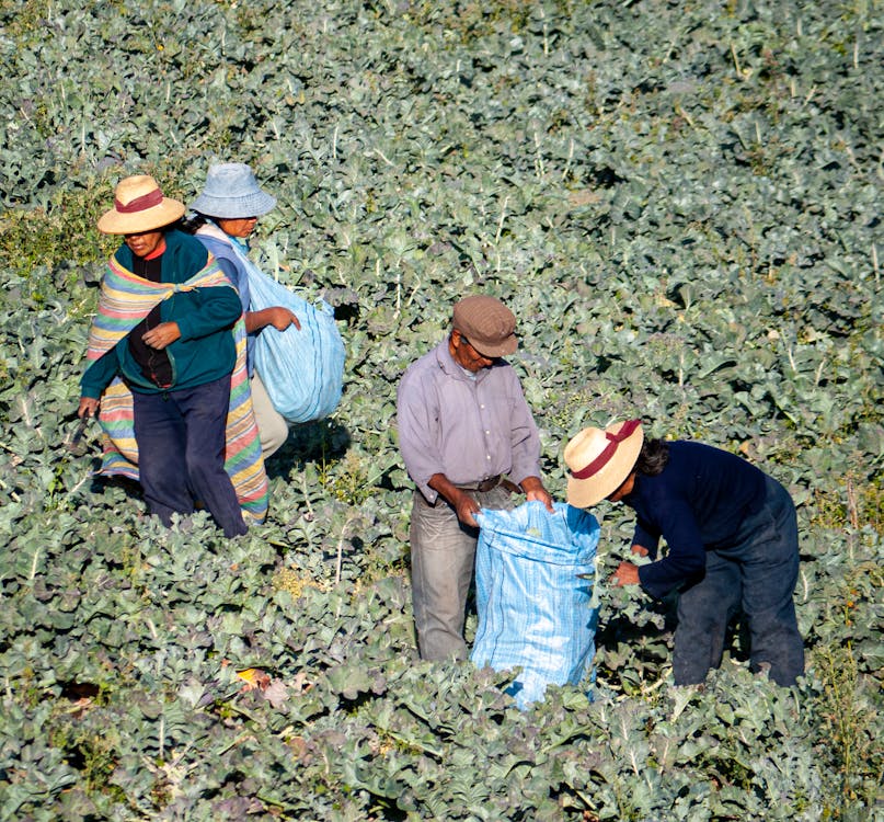 People Harvesting Green Leafy Vegetables 