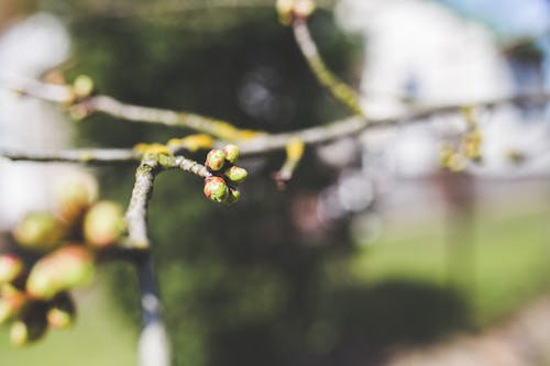 Cherry buds