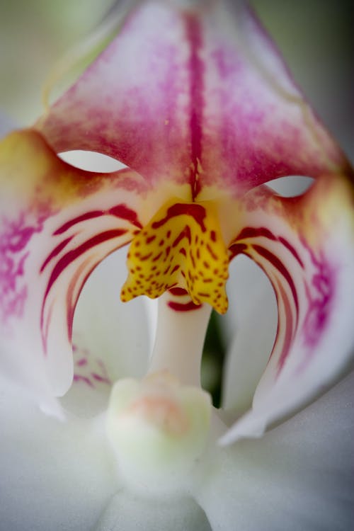 Fotobanka s bezplatnými fotkami na tému botanika, kvet, orchidea