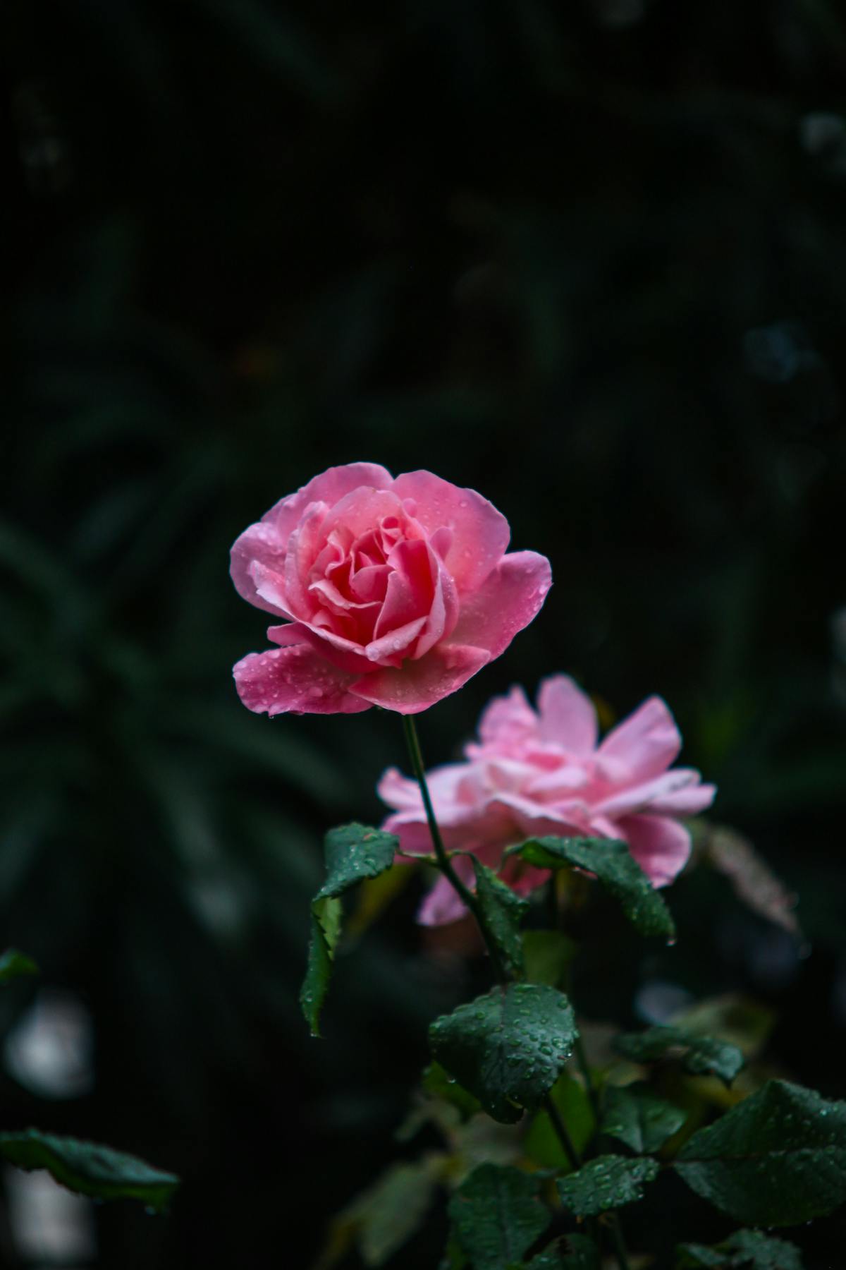 玫瑰 露珠 自然 - Pixabay上的免费照片 - Pixabay