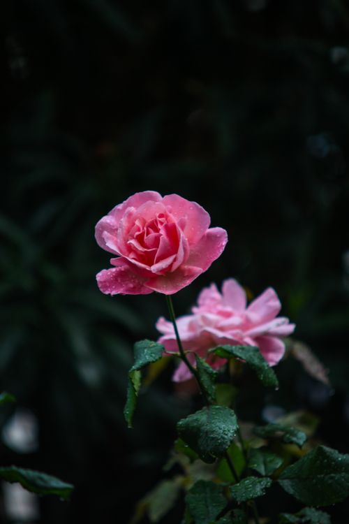 Free Vibrant pink roses adorned with dewdrops, captured in a stunning close-up shot. Stock Photo
