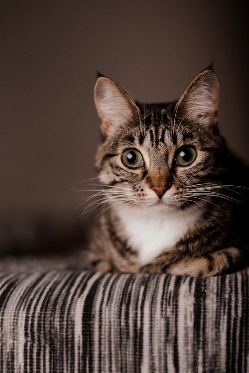 Free Close-Up Photo of a Cute Tabby Cat Stock Photo