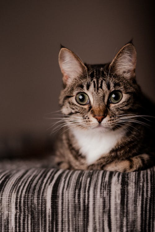 Close-Up Photo of a Cute Tabby Cat