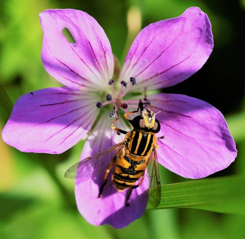 Macro Photography of Honey Bee Pollinating on a Blooming Purple Flower