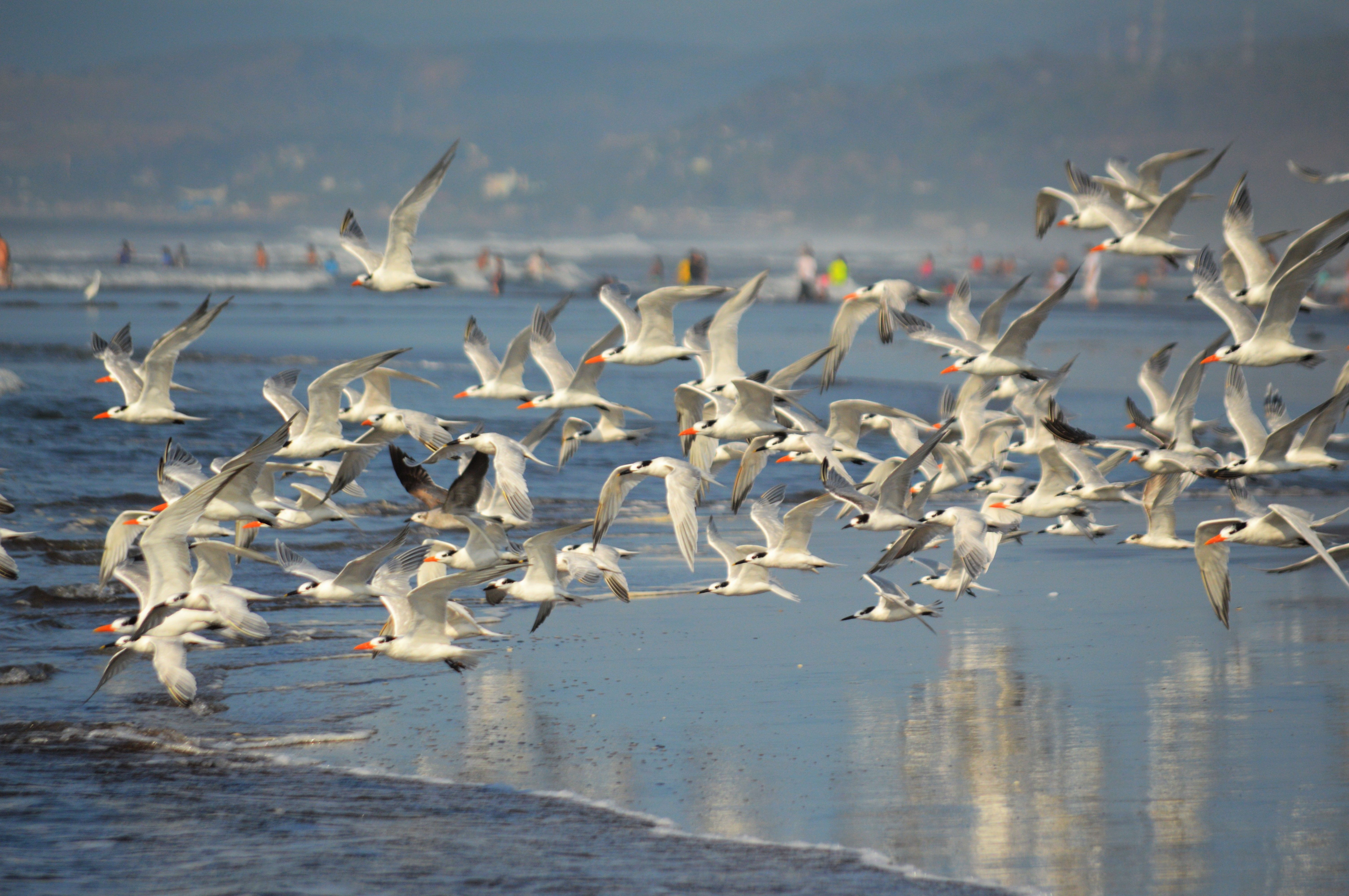 Flock of Birds Flying · Free Stock Photo