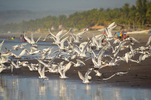 Free White Birds on Water Stock Photo
