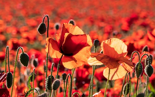 Free stock photo of buds, flowers, poppies