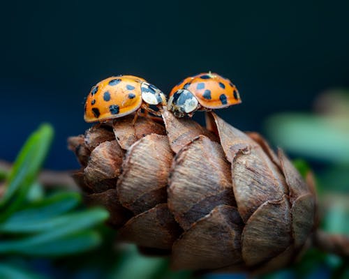 Closeup of rough pine cone with small ladybugs on green spruce tree on blurred background