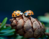 Closeup of rough pine cone with small ladybugs on green spruce tree on blurred background