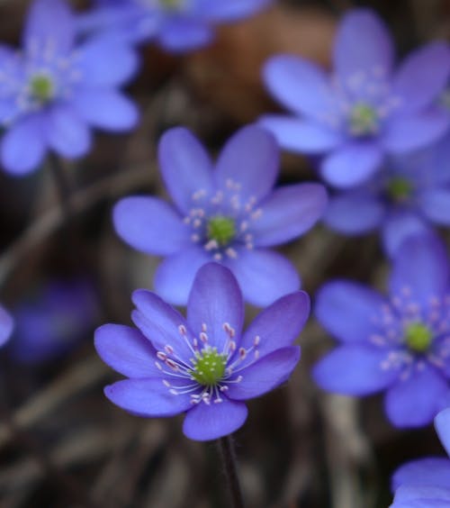 Close-Up Shot of a Purple Flowers in Bloom