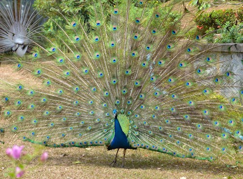 Free A Beautiful Peacock Outside Stock Photo