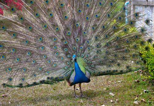 Free A Beautiful Peacock Outside Stock Photo