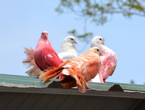 Fotos de stock gratuitas de al aire libre, aves, aviar