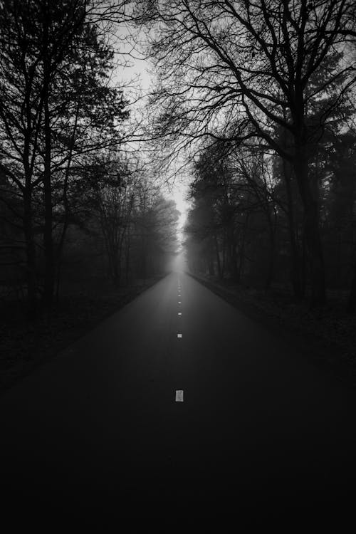 Grayscale Photo of a Road Between Trees · Free Stock Photo