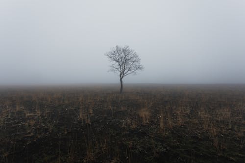 A Leafless Tree in the Middle of the Field 