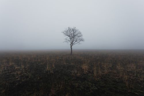 Free A solitary tree stands in a fog-covered field, evoking solitude and mystery. Stock Photo