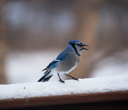 Close-Up Shot of a Blue Jay Perched on a Snow-Covered Wood