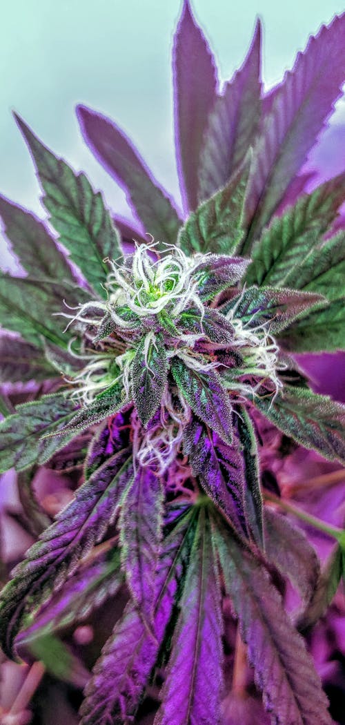 Free Close-Up Shot of a Purple Cannabis Plant in Bloom Stock Photo