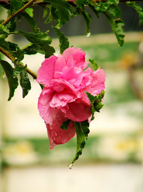 Free Close-Up Shot of Pink Hibiscus in Bloom Stock Photo