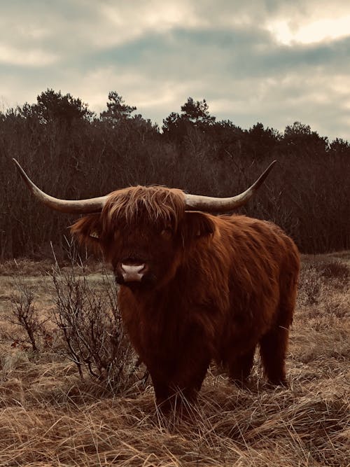 Free Close-Up Shot of a Highland Cattle on a Hayfield Stock Photo