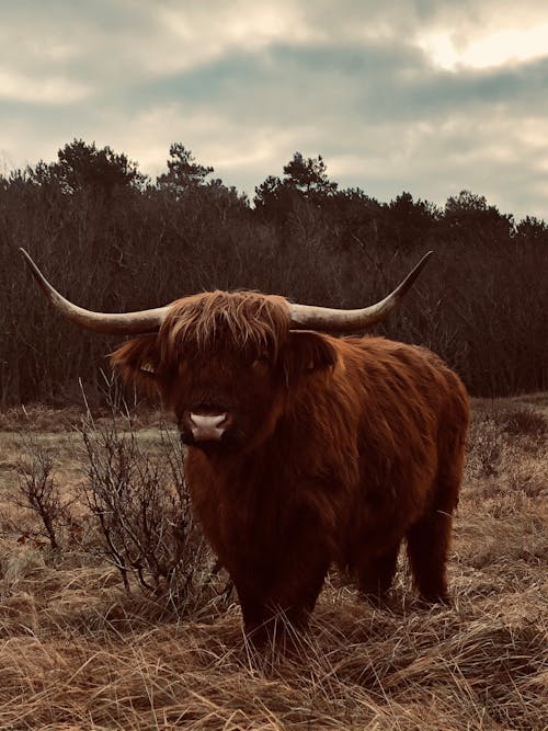 Základová fotografie zdarma na téma detail, divočina, farmářské zvíře