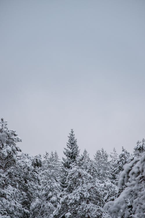 Snow-covered Trees in a Forest in Winter