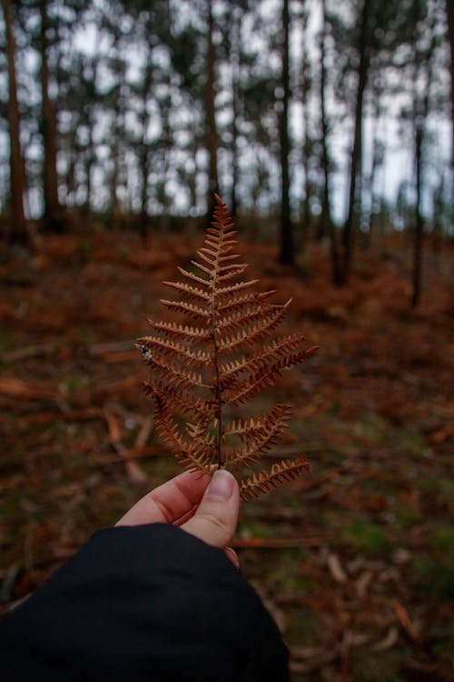 Close-Up Shot of a Person Holding a Dry Fern Leaf