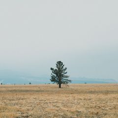 Caller profile picture — lone tree on open grassland, photo by Andrew LaBonne on Pexels