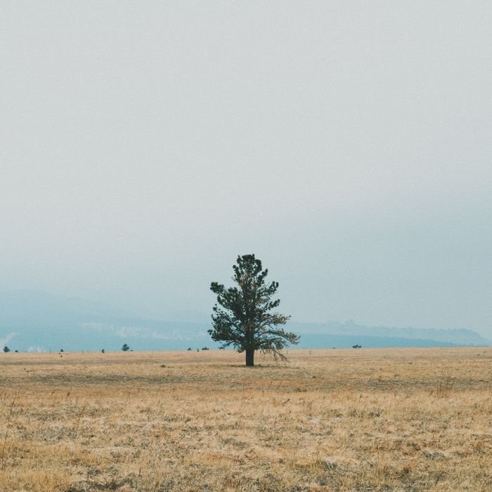 Blurred caller backdrop — lone tree on open grassland, photo by Andrew LaBonne on Pexels
