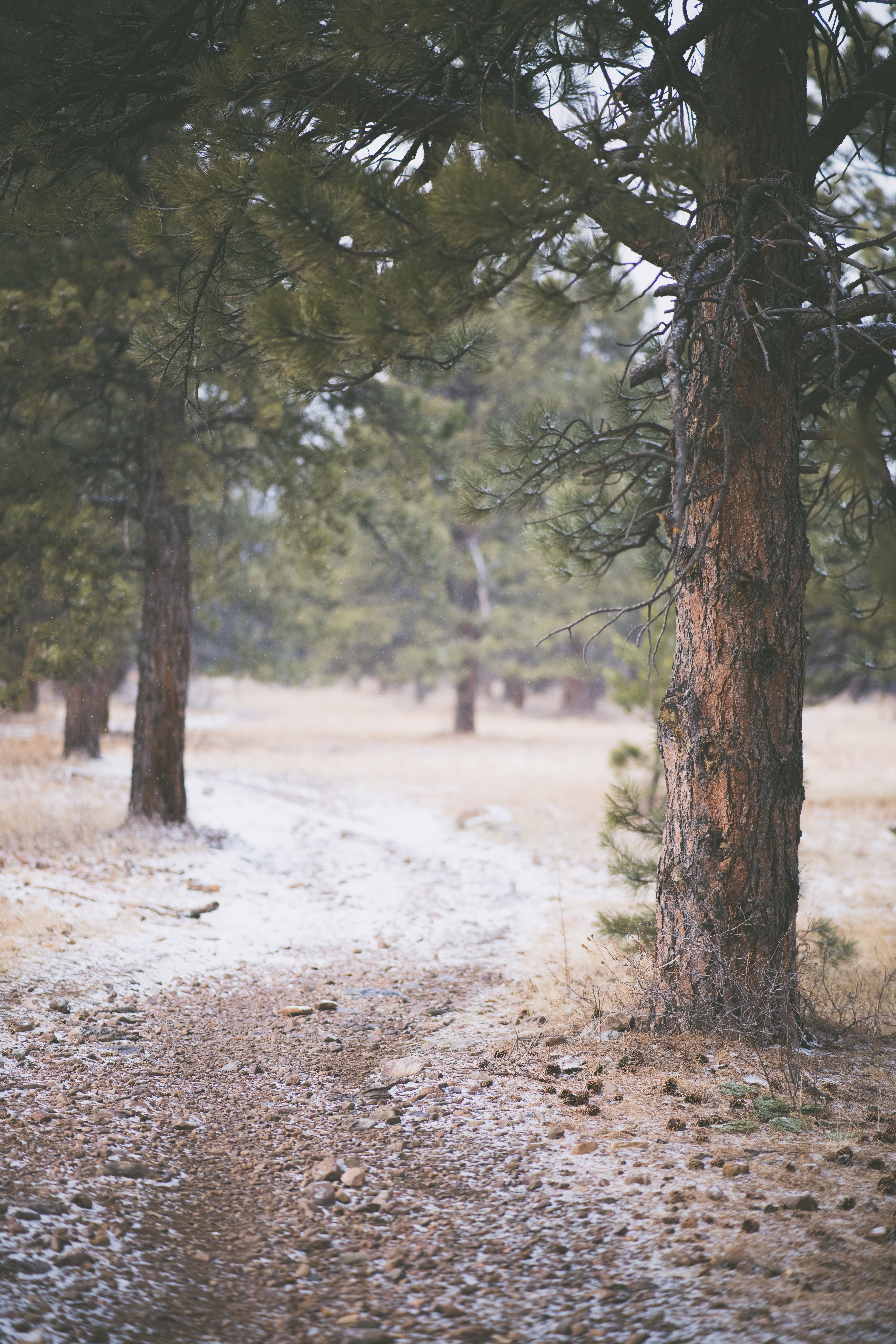An Unpaved Pathway in a Forest · Free Stock Photo