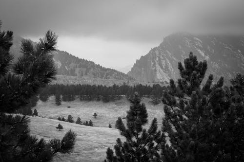 Grayscale Photo of Coniferous Trees near the Mountain