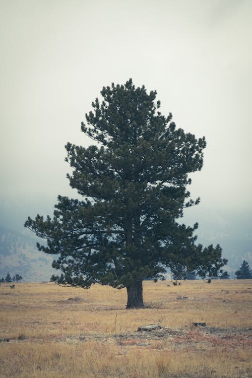 Free A Big Tree on a Field Stock Photo