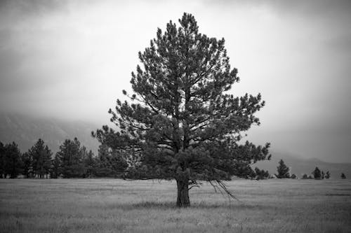 Grayscale Photo of a Big Tree on a Field