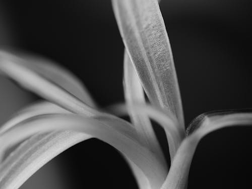 Grayscale Photo of Leaves