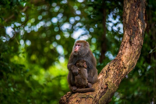 Free Close-Up Shot of Mom and Baby Macaques Sitting on a Tree Branch Stock Photo