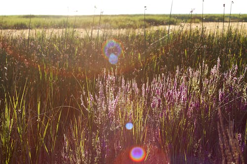 Free stock photo of field, lavender, lense flare