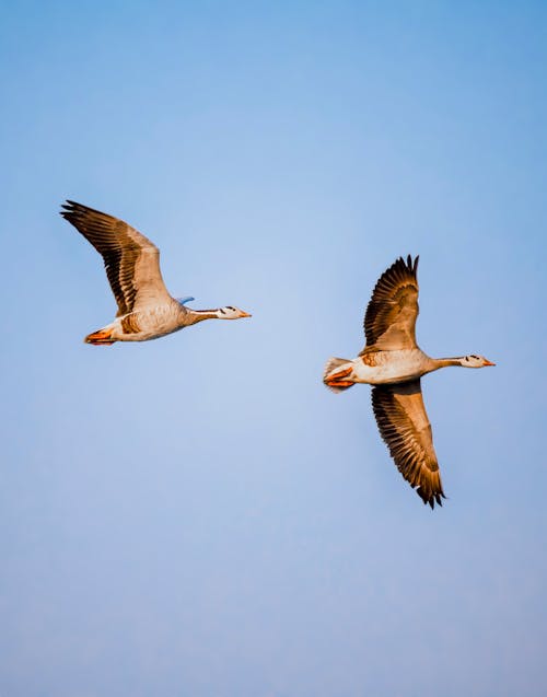 Wild bar headed geese spreading wings while floating on blue sky in nature