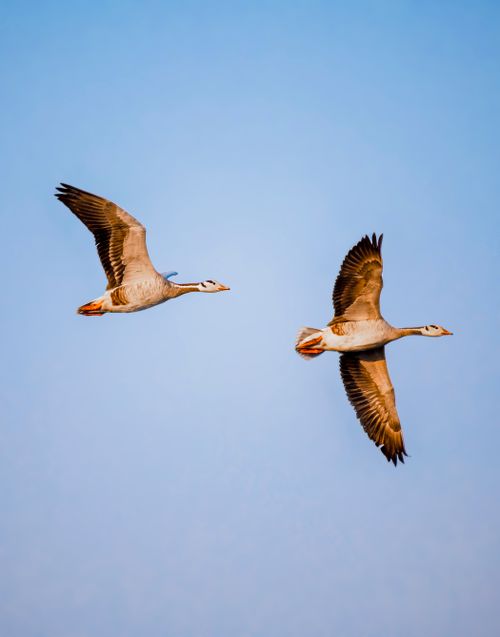 Free Wild bar headed geese spreading wings while floating on blue sky in nature Stock Photo