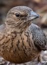 Brown feathered rufous tailed finch lark