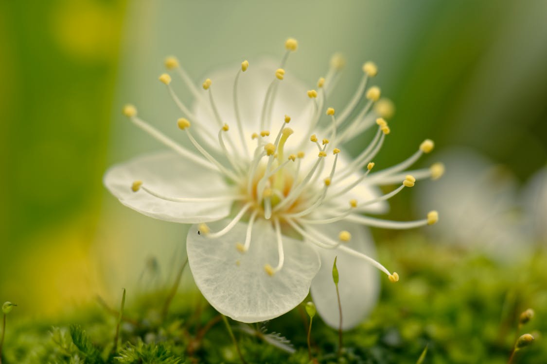 Close-Up Shot of a White Flower in Bloom