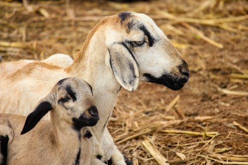 Free Close-Up Shot of Goats Stock Photo