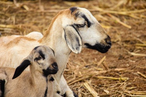 Free Close-up of two goats resting on a farm in Cumbum, India, showcasing domestic livestock. Stock Photo