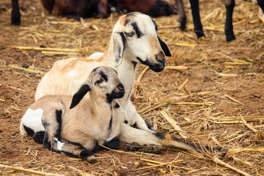 A mother goat and her baby resting on a farm in Cumbum, India. - Fotografer Sidoarjo